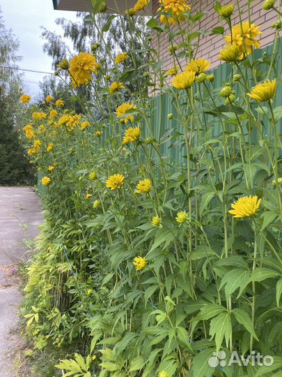 Рудбекия. Гелениум