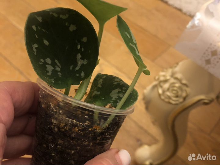 Сцендапсус