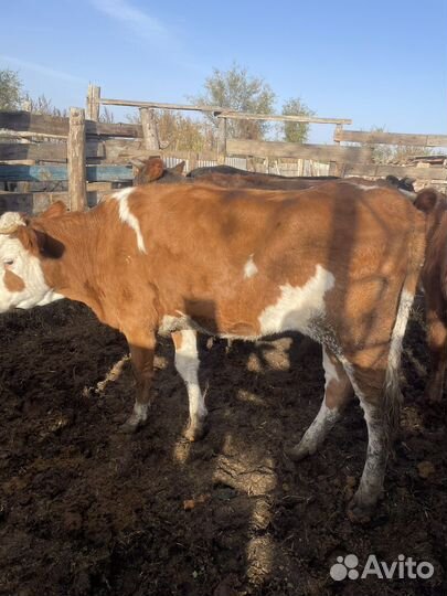 Быки и телки