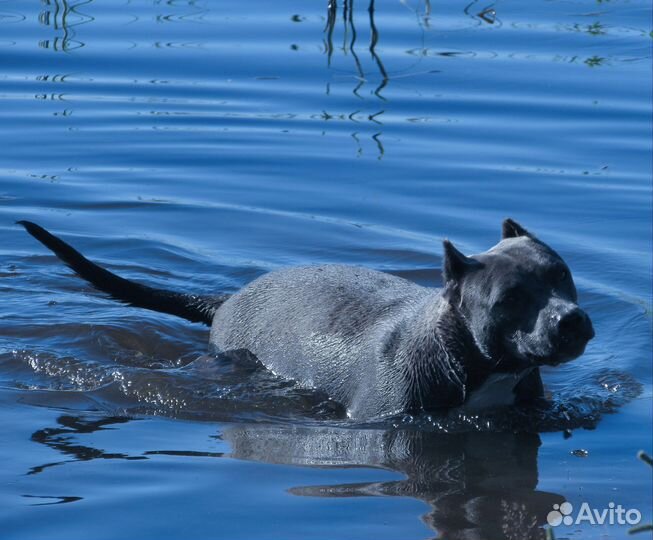 Питбультерьер