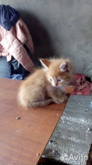 Рыжий котенок, отдаю в добрые руки