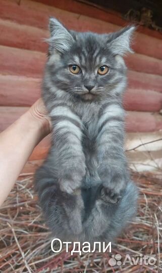 Котята мальчики в добрые руки