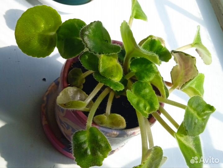 Комнатные цветы