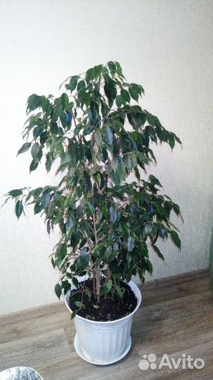Продам фикус, 140см