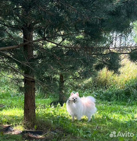 Немецкий шпиц вязка