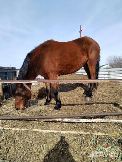 Продам лошадь