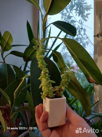 Суккулент 2 шт