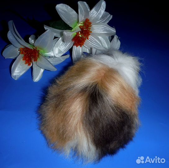 Морские свинки мерино и коронет