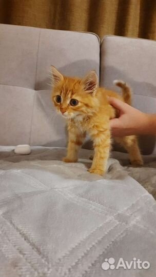 Кошки в добрые руки бесплатно