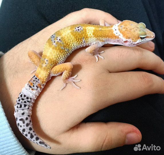 Эублефар самец