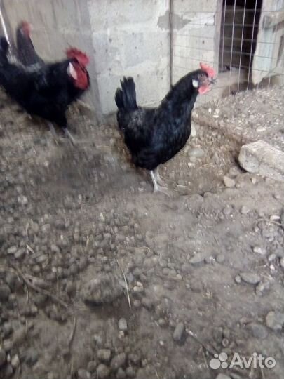 Домашние курочки