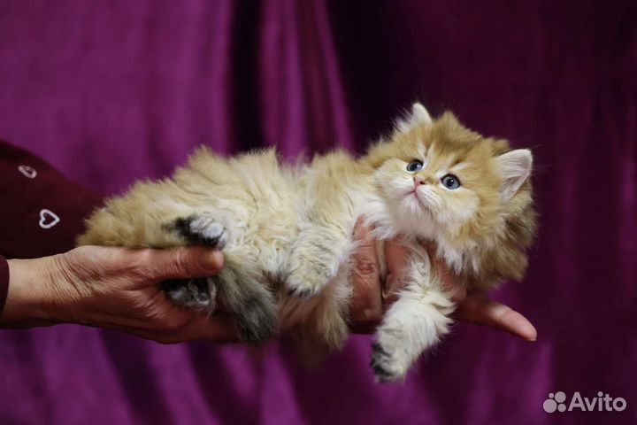 Британская золотая шиншилла