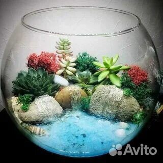 Аквариум 10 литров. Флорариум. Террариум