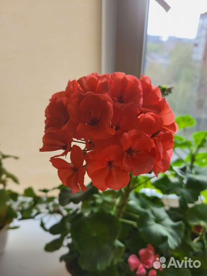 Пеларгония лососевая,королевская,белая