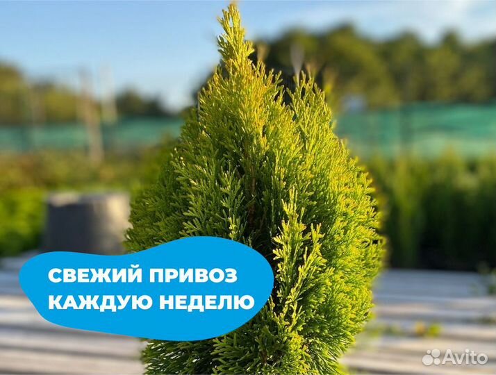 Туя брабант