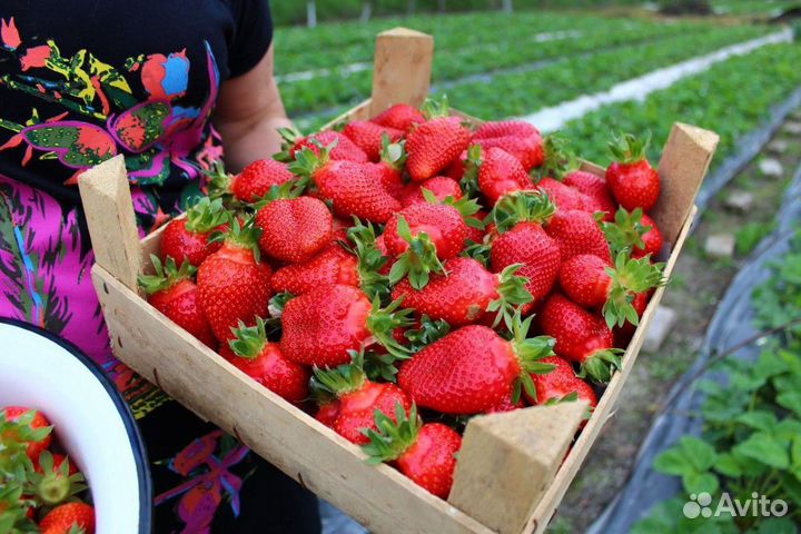 Клубника и Черешня свежая с доставкой
