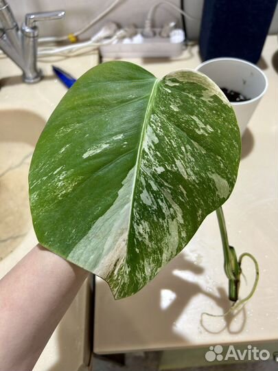 Монстера альба