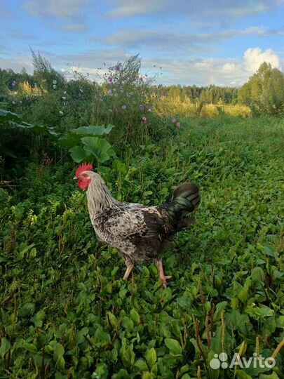 Молодой петух