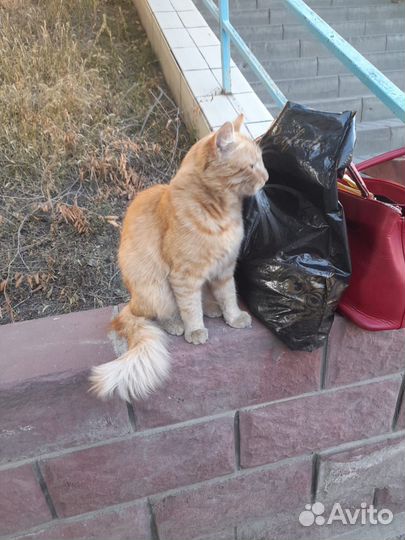 Кошка в дар бесплатно