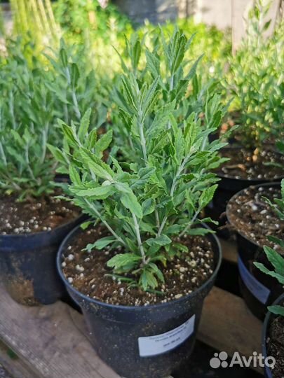 Лаванда узколистная