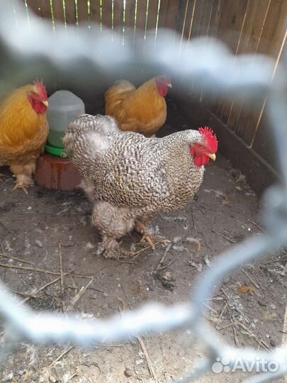 Петухи кохинхины