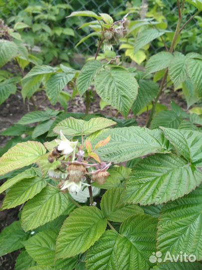 Саженецы ремонтантная малина, йошта, облепиха