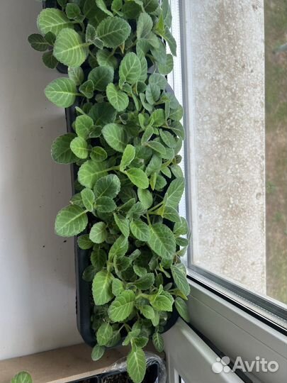 Глоксинии смечь