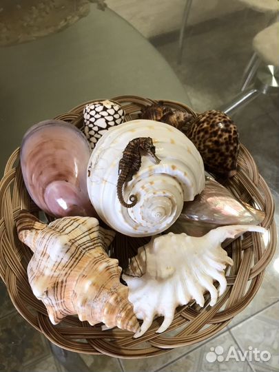 Набор из натуральных ракушек. Корабль