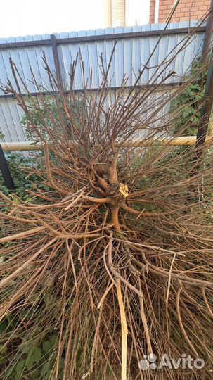 Шапка дерева