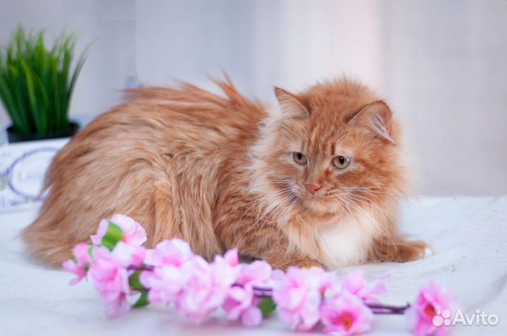 Кошка Лиса в добрые руки