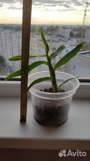 Орхидея дендробиум