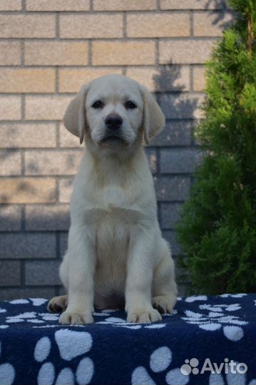 Щенки лабрадора