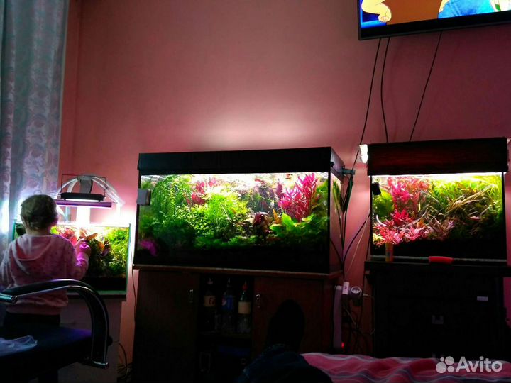 Аквариумные растения