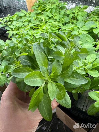 Вегетативная петунья