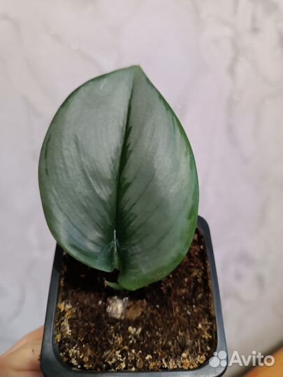 Сциндаптус Мунлайт