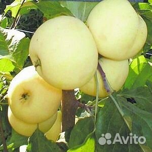 Саженцы Яблони окс