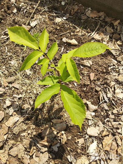 Саженцы маньчжурского ореха