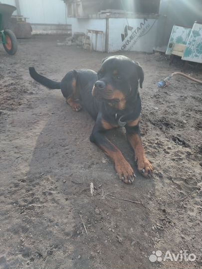 Отдам ротвейлера