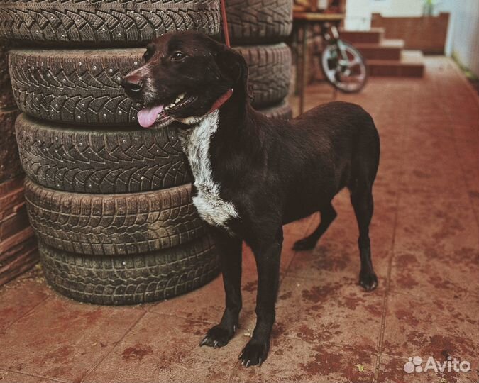 Собака в добрые руки