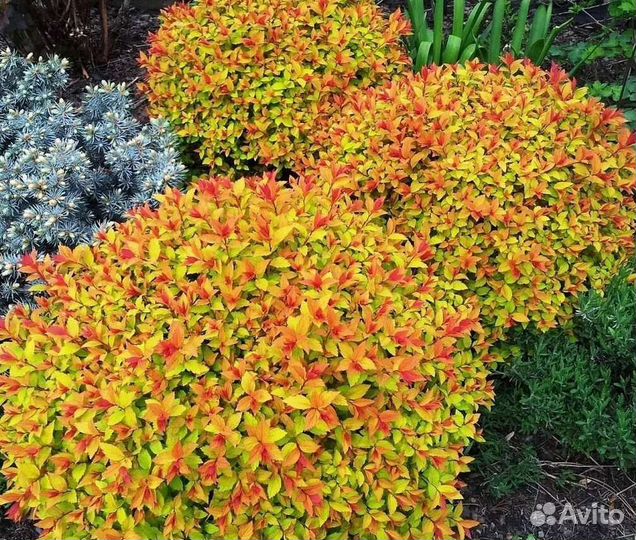 Саженцы спиреи