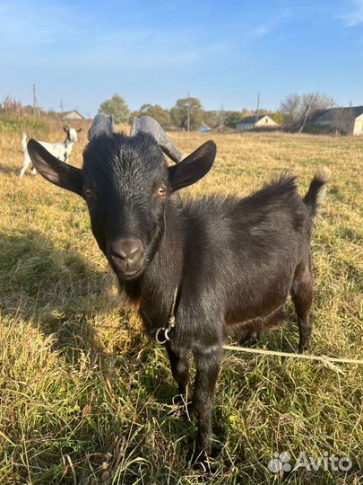 Козел и козочка