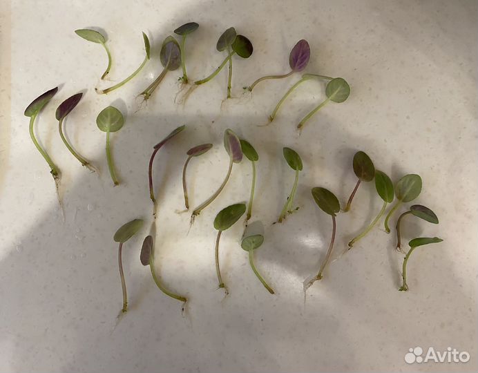 DS - Невеста фиалка сортовая