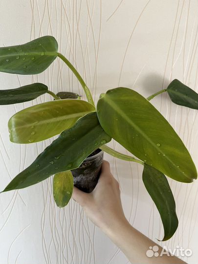 Филодендроны