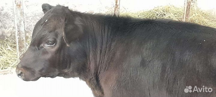 Бычки Лимузины и Абердин-ангус