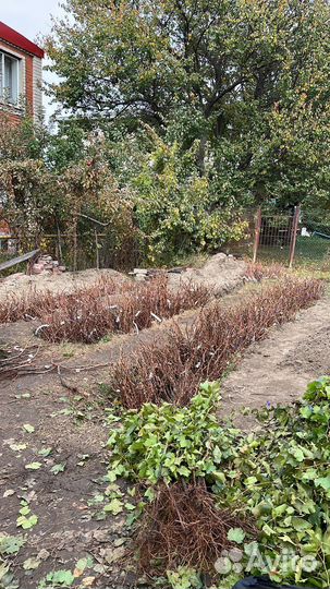 Аватар, Капли Луны