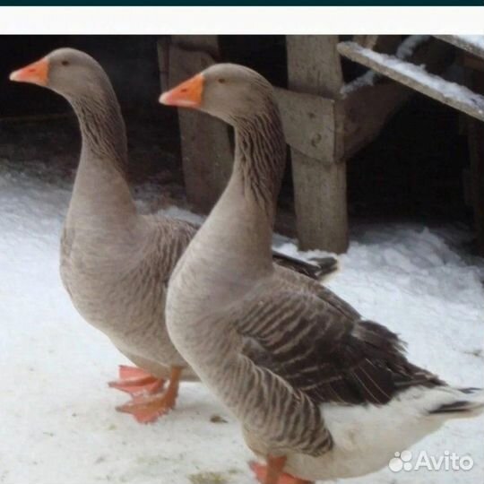 Гуси серые башкирские