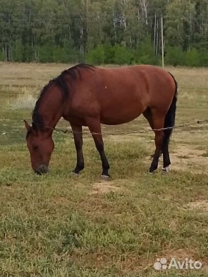 Кобыла, возраст 5 лет