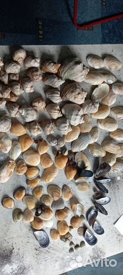 Морские ракушки раковины 1,7 кг