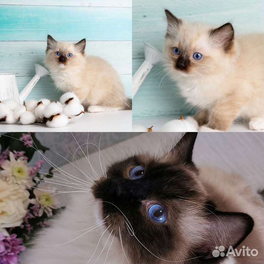 Котята регдолл