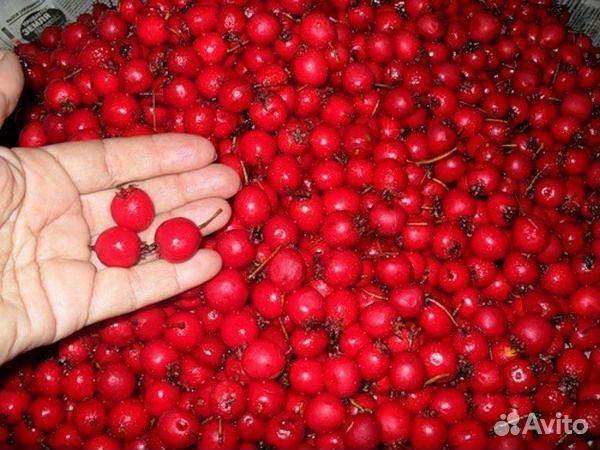 Боярышник ягоды